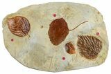Plate with Four Fossil Leaves (Three Species) - Montana #262775-1